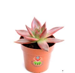 Echeveria Agavoides Romeo -Doğal Pembe-Kırmızı Renk- 8,5 cm Saksıda- Teraryum,Kaktüs