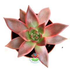 Echeveria Agavoides Romeo -Doğal Pembe-Kırmızı Renk- 8,5 cm Saksıda- Teraryum,Kaktüs