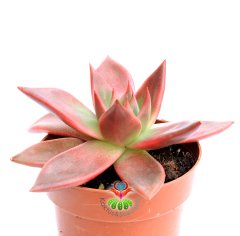 Echeveria Agavoides Romeo -Doğal Pembe-Kırmızı Renk- 8,5 cm Saksıda- Teraryum,Kaktüs