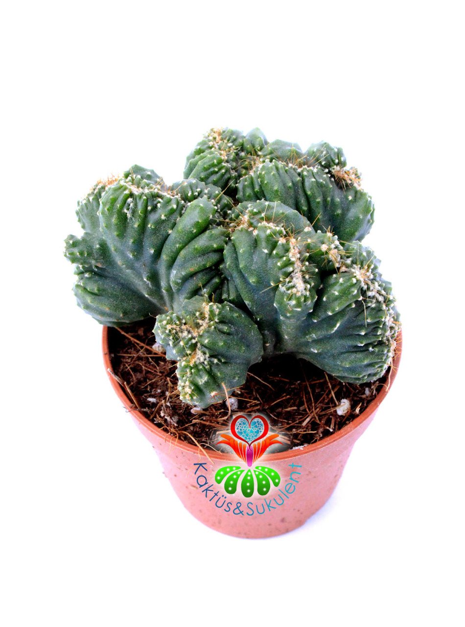 Cereus Wild Crest  5,5 cm Saksılı Açık Yeşil Renk Kaya Kaktüs Kaktüs