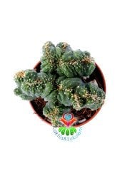 Cereus Wild Crest  5,5 cm Saksılı Açık Yeşil Renk Kaya Kaktüs Kaktüs