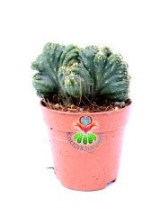 Cereus Wild Crest  5,5 cm Saksılı Açık Yeşil Renk Kaya Kaktüs Kaktüs