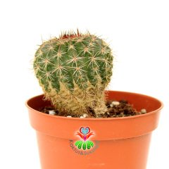 Parodia 'Vanvlietii' - Büyük Sarı Renk Çiçek Açar-8,5 cm Saksıda