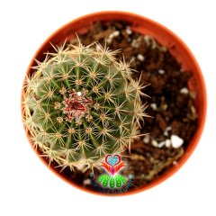 Parodia 'Vanvlietii' - Büyük Sarı Renk Çiçek Açar-8,5 cm Saksıda