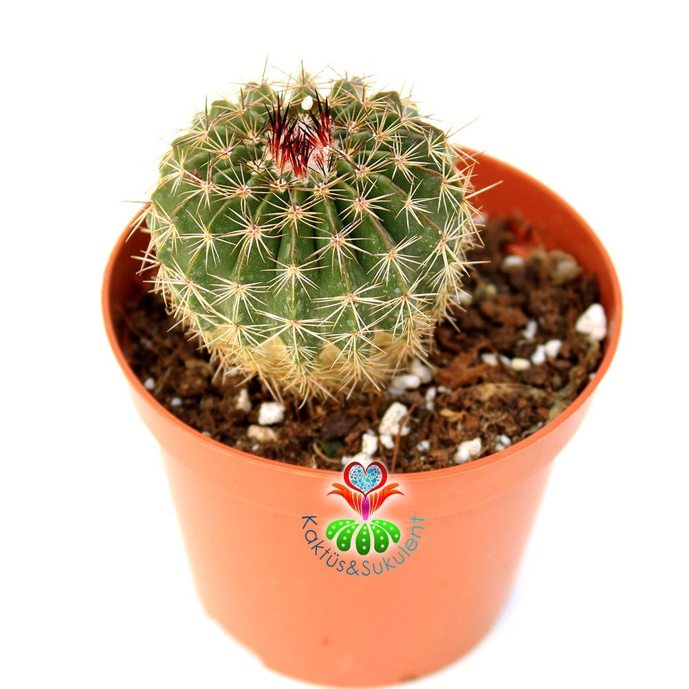 Parodia 'Vanvlietii' - Büyük Sarı Renk Çiçek Açar-8,5 cm Saksıda