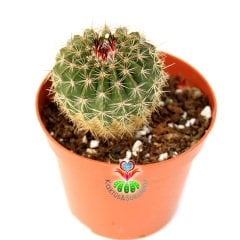 Parodia 'Vanvlietii' - Büyük Sarı Renk Çiçek Açar-8,5 cm Saksıda