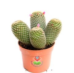 Mammillaria Brauneana -Dikey Dikenli Ele Batmayan Kaktus 10,5 cm saksıda-Teraryum,Sukulent