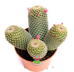 Mammillaria Brauneana -Dikey Dikenli Ele Batmayan Kaktus 10,5 cm saksıda-Teraryum,Sukulent