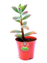 Echeveria Pulvinata 'Ruby Blush' -Kırmızı Yapraklı Sukulent 5,5 cm Saksıda
