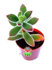 Echeveria Pulvinata 'Ruby Blush' -Kırmızı Yapraklı Sukulent 5,5 cm Saksıda