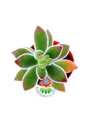 Echeveria Pulvinata 'Ruby Blush' -Kırmızı Yapraklı Sukulent 5,5 cm Saksıda