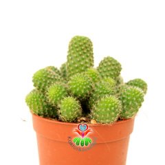 Rebutia Heliosa Cajasensis-Açık Yeşil Bol Yavrulu Kaktüs -5,5 cm Saksıda
