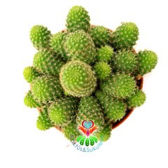 Rebutia Heliosa Cajasensis-Açık Yeşil Bol Yavrulu Kaktüs -5,5 cm Saksıda