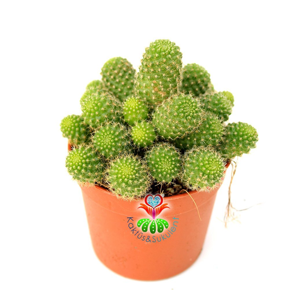 Rebutia Heliosa Cajasensis-Açık Yeşil Bol Yavrulu Kaktüs -5,5 cm Saksıda