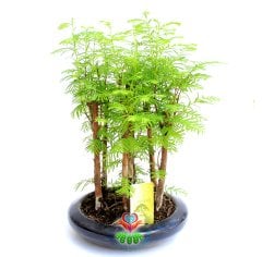 Dawn Redwood Bonsai - Orman Temalı Minik Yapraklı Orta Boy-Forest Bonsai- Bir Saksıda Çok Kök Bonsai