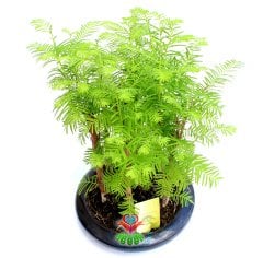 Dawn Redwood Bonsai - Orman Temalı Minik Yapraklı Orta Boy-Forest Bonsai- Bir Saksıda Çok Kök Bonsai