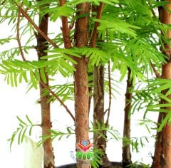 Dawn Redwood Bonsai - Orman Temalı Minik Yapraklı Orta Boy-Forest Bonsai- Bir Saksıda Çok Kök Bonsai