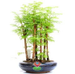 Dawn Redwood Bonsai - Orman Temalı Minik Yapraklı Orta Boy-Forest Bonsai- Bir Saksıda Çok Kök Bonsai