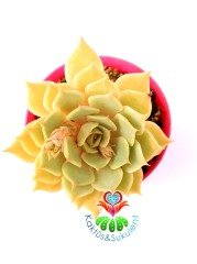 Echeveria Lola - Beyaz Renk Muhteşem Formlu - 8,5 cm saksıda Beyaz Sukulent