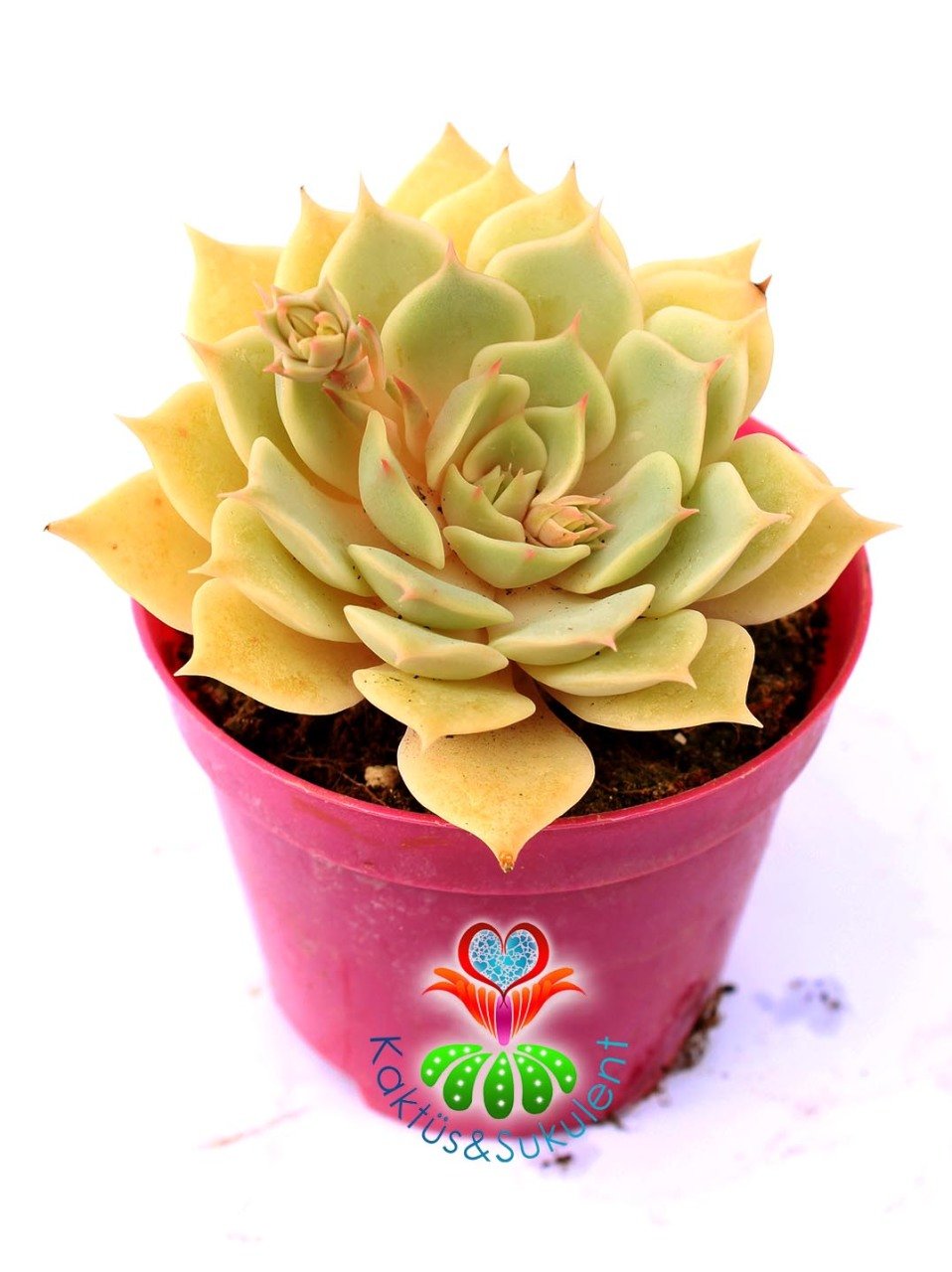Echeveria Lola - Beyaz Renk Muhteşem Formlu - 8,5 cm saksıda Beyaz Sukulent