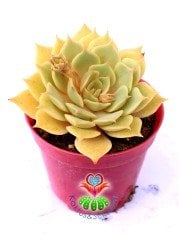 Echeveria Lola - Beyaz Renk Muhteşem Formlu - 8,5 cm saksıda Beyaz Sukulent