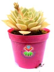 Echeveria Lola - Beyaz Renk Muhteşem Formlu - 8,5 cm saksıda Beyaz Sukulent