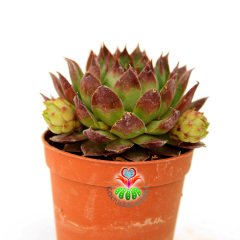 Sempervivum Calcareum-Koyu Bordo Yeşil Yapraklı- 5,5 cm saksıda