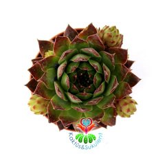 Sempervivum Calcareum-Koyu Bordo Yeşil Yapraklı- 5,5 cm saksıda
