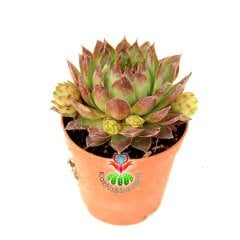 Sempervivum Calcareum-Koyu Bordo Yeşil Yapraklı- 5,5 cm saksıda