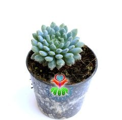 Echeveria Setosa Deminuta-Mükemmel Renk- 5,5 cm saksıda -Teraryum, Mini Bahçe, Kaktüs