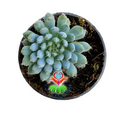 Echeveria Setosa Deminuta-Mükemmel Renk- 5,5 cm saksıda -Teraryum, Mini Bahçe, Kaktüs
