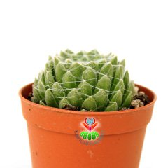 Sempervivum Tomentosum-Tüylü Ağlı Yapraklı Sukulent-5,5cm Saksıda