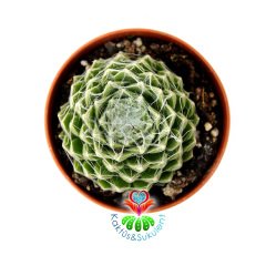 Sempervivum Tomentosum-Tüylü Ağlı Yapraklı Sukulent-5,5cm Saksıda