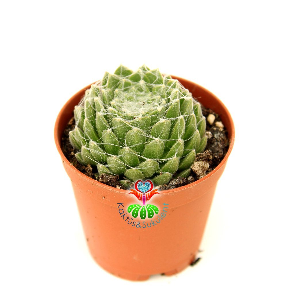 Sempervivum Tomentosum-Tüylü Ağlı Yapraklı Sukulent-5,5cm Saksıda