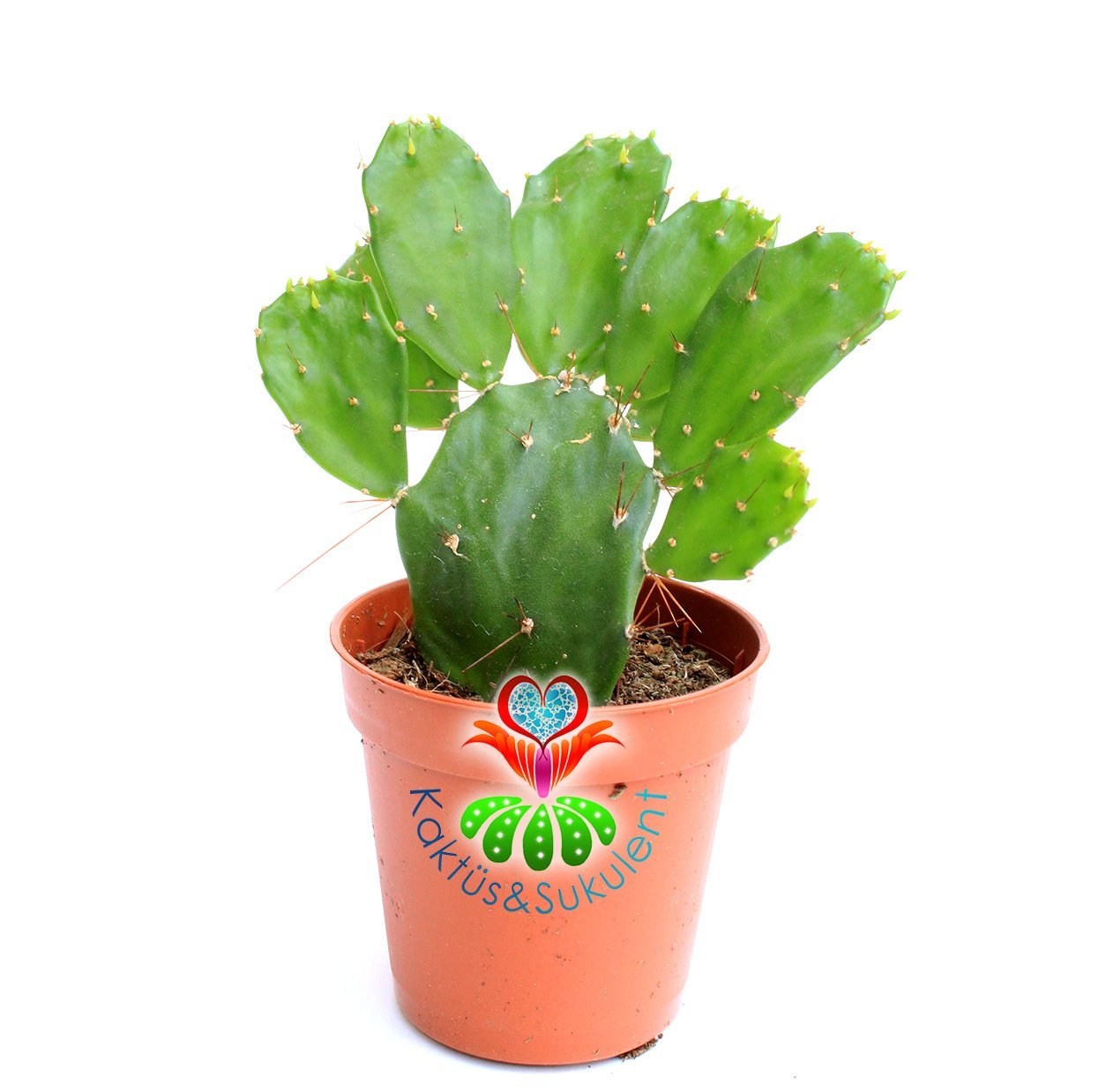 Opuntia Argentiniana-Arjantin Kaktüsü- 5,5 cm saksıda-Teraryum, Sukulent
