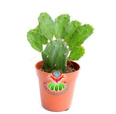 Opuntia Argentiniana-Arjantin Kaktüsü- 5,5 cm saksıda-Teraryum, Sukulent