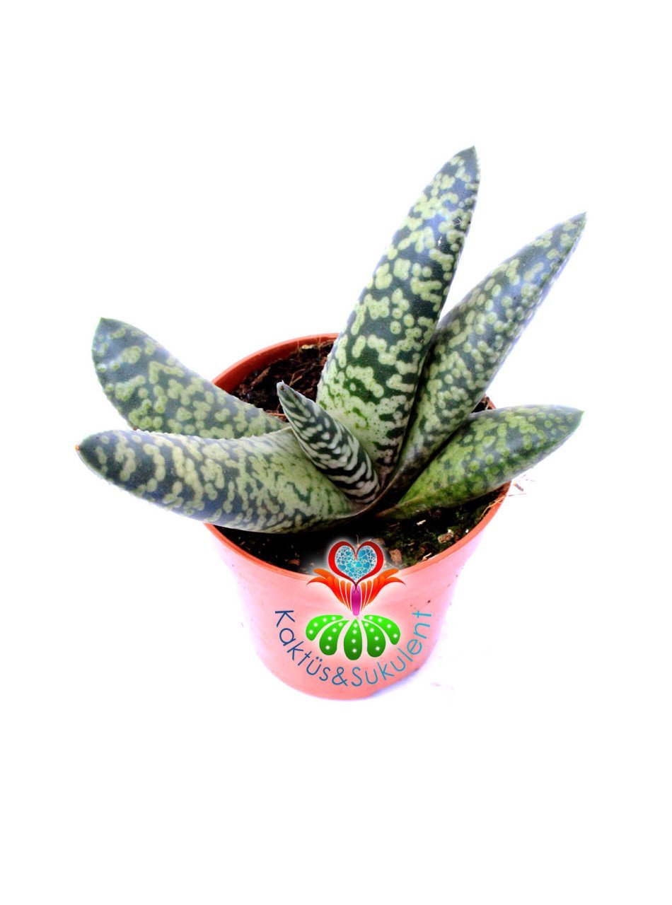 Gasteria Carinata cv. Snowstorm Kar Fırtınası 5,5 cm Saksılı Nadir Tür