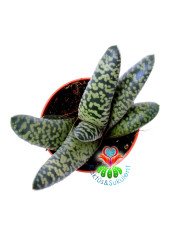 Gasteria Carinata cv. Snowstorm Kar Fırtınası 5,5 cm Saksılı Nadir Tür