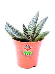 Gasteria Carinata cv. Snowstorm Kar Fırtınası 5,5 cm Saksılı Nadir Tür