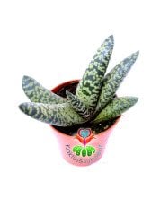 Gasteria Carinata cv. Snowstorm Kar Fırtınası 5,5 cm Saksılı Nadir Tür