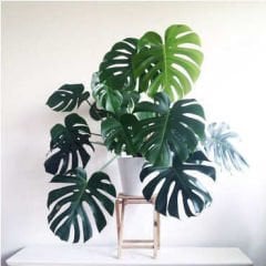 Deve Tabanı, Monstera Deliciosa, Monstera Fensterblatt, 90 cm Uzunluk-25 cm saksı Deve Tabanı Çiçeği