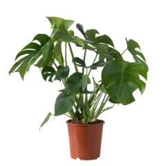 Deve Tabanı, Monstera Deliciosa, Monstera Fensterblatt, 90 cm Uzunluk-25 cm saksı Deve Tabanı Çiçeği