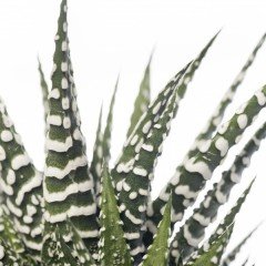 Haworthia Fasciata 'Big Band' -Beyaz Çizgili Zebra Bitkisi-8,5 cm Saksıda