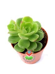 Echeveria Yeşil Kaşık Green Spoon - 5,5 cm saksıda Yeşil Sukulent