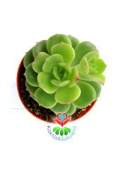 Echeveria Yeşil Kaşık Green Spoon - 5,5 cm saksıda Yeşil Sukulent