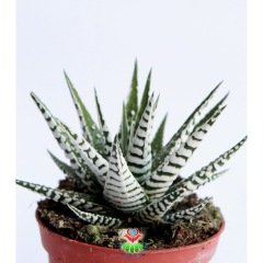 Haworthia Fasciata 'Albino' - Kalın Beyaz Çizgili Zebra Plant-8,5 cm Saksıda