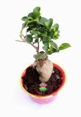 Feng Shui, Ficus Ginseng Bonsai -10 cm Mika Renkli Çin Saksıda-Plant, Sukulent, Hediye, Çiçek, Aşk
