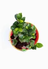 Feng Shui, Ficus Ginseng Bonsai -10 cm Mika Renkli Çin Saksıda-Plant, Sukulent, Hediye, Çiçek, Aşk