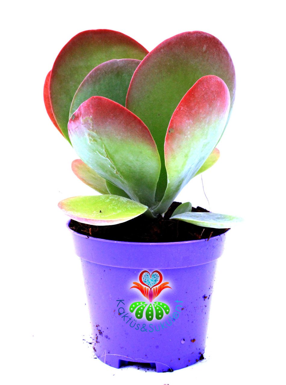 Kalanchoe Luciae ' Red Lips'-Güneşte Yaprak Uçları Kırmızılaşır-12 cm Saksıda