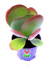 Kalanchoe Luciae ' Red Lips'-Güneşte Yaprak Uçları Kırmızılaşır-12 cm Saksıda